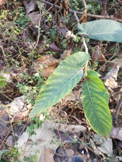 Ficus semicordata, photographed by S.MORE