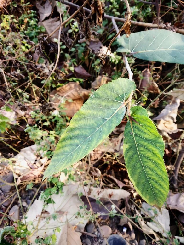 Ficus semicordata, photographed by S.MORE