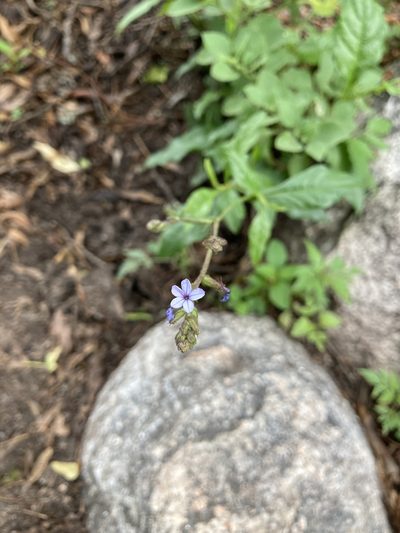 Plumbago caerulea, photographed by Facundo Chieffo