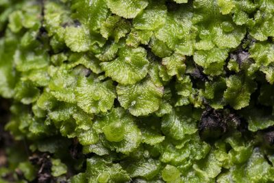 Clevea spathysii, photographed by Eleftherios Katsillis