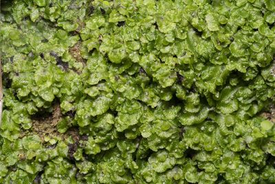 Clevea spathysii, photographed by Eleftherios Katsillis