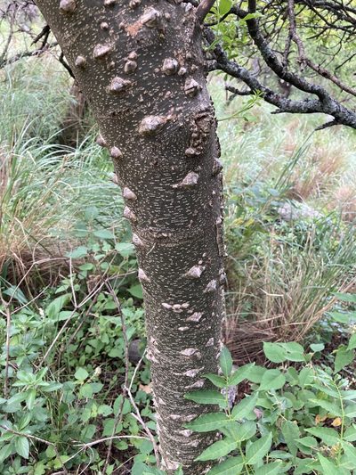 Zanthoxylum coco, photographed by Facundo Chieffo