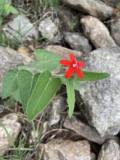 Oxypetalum coccineum, photographed by Facundo Chieffo