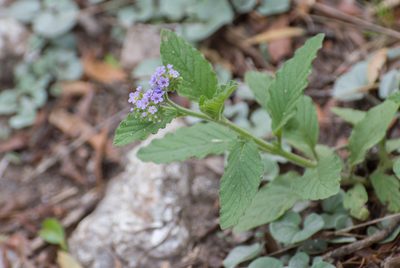 Heliotropium nicotianifolium, photographed by Facundo Chieffo