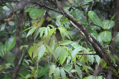 Piper aduncum, photographed by Ashwin Srinivasan