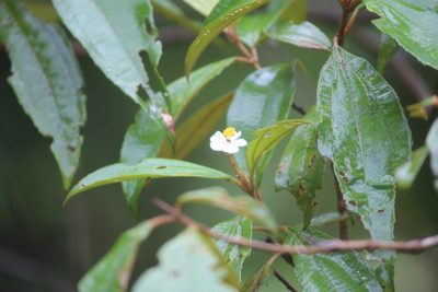 Miconia xalapensis, photographed by Ashwin Srinivasan