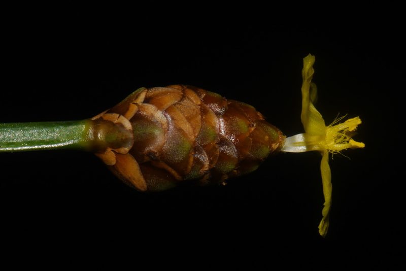 Xyris torta, photographed by Brian Finzel