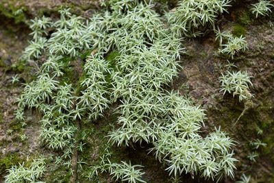 Octoblepharum albidum, photographed by 國立臺灣博物館