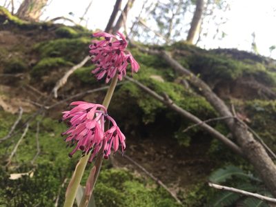 Helonias orientalis, photographed by kamataryo