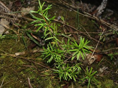 Kunzea robusta, photographed by Saryu Mae 前 朝琉
