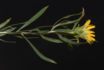 Oonopsis foliosa, photographed by Brian Finzel