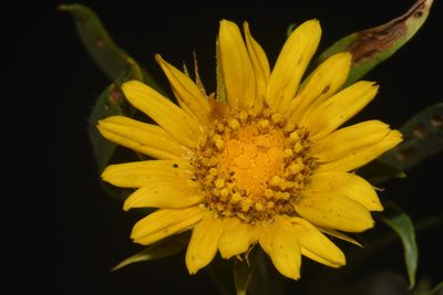 Oonopsis foliosa, photographed by Brian Finzel
