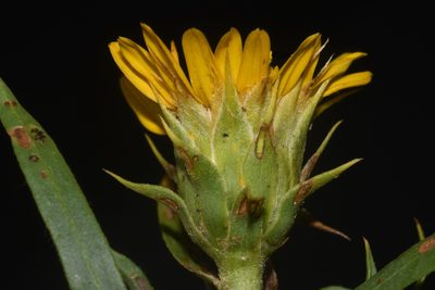 Oonopsis foliosa, photographed by Brian Finzel