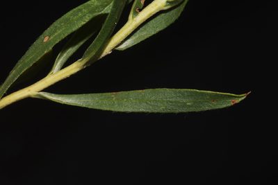 Oonopsis foliosa, photographed by Brian Finzel