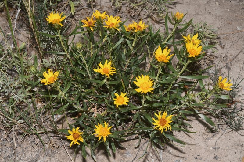 Oonopsis foliosa, photographed by Brian Finzel