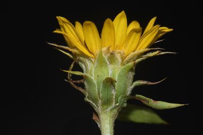 Oonopsis foliosa, photographed by Brian Finzel