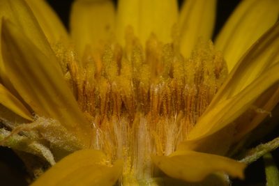 Oonopsis foliosa, photographed by Brian Finzel
