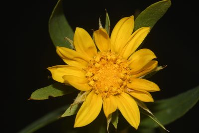 Oonopsis foliosa, photographed by Brian Finzel