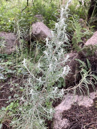 Baccharis artemisioides, photographed by Facundo Chieffo