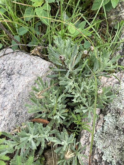Senecio ceratophylloides, photographed by Facundo Chieffo