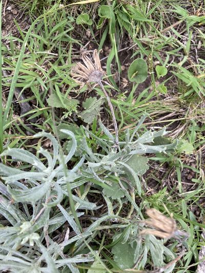 Senecio ceratophylloides, photographed by Facundo Chieffo