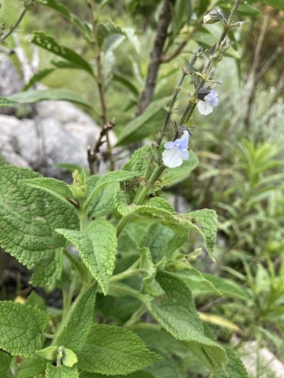 Lepechinia floribunda, photographed by Facundo Chieffo