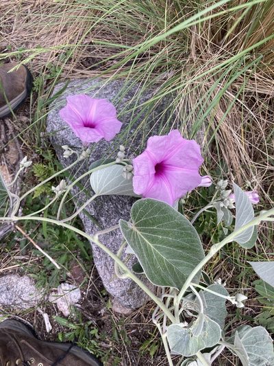 Ipomoea hieronymi, photographed by Facundo Chieffo