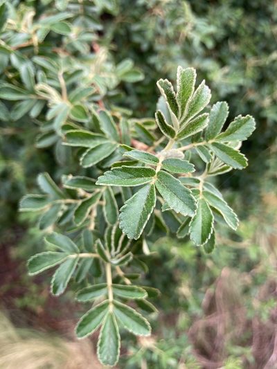 Polylepis australis, photographed by Facundo Chieffo