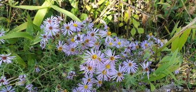 Symphyotrichum oblongifolium, photographed by Edie