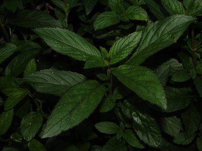 Mentha spicata, photographed by Saryu Mae 前 朝琉