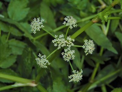 Helosciadium nodiflorum, photographed by Saryu Mae 前 朝琉