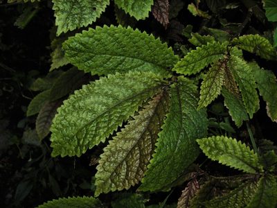 Elatostema rugosum, photographed by Saryu Mae 前 朝琉