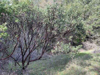 Arctostaphylos manzanita, photographed by John Hibbard