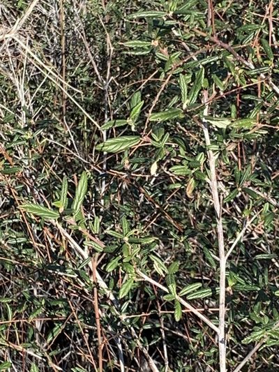Ceanothus parryi, photographed by John Hibbard