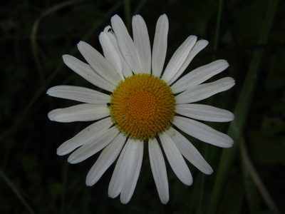 Leucanthemum maximum, photographed by Saryu Mae 前 朝琉