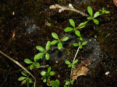 Hydrogalium elongatum, photographed by Saryu Mae 前 朝琉