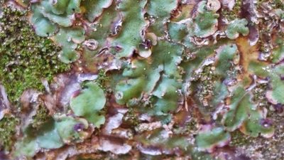 Marchantia paleacea, photographed by Noland Martin