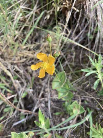 Hypericum connatum, photographed by Facundo Chieffo
