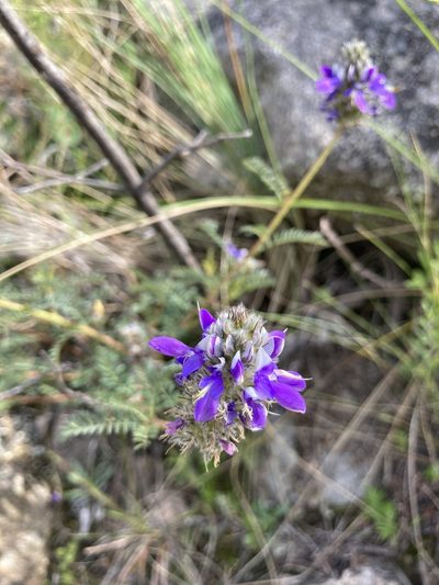 Dalea elegans, photographed by Facundo Chieffo
