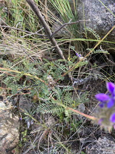 Dalea elegans, photographed by Facundo Chieffo