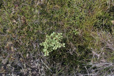 Nothofagus menziesii, photographed by Zac Sanson