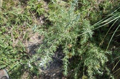 Baccharis artemisioides, photographed by Facundo Chieffo