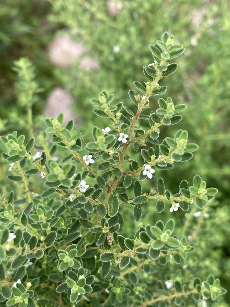 Clinopodium gilliesii, photographed by Facundo Chieffo