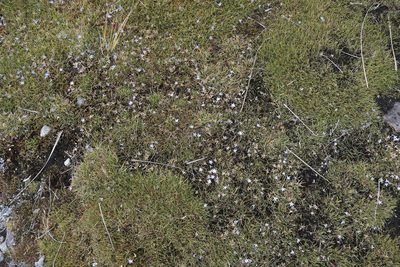 Herpolirion novae-zelandiae, photographed by Zac Sanson