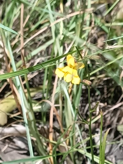Goodenia paniculata, photographed by Isaiah Findley