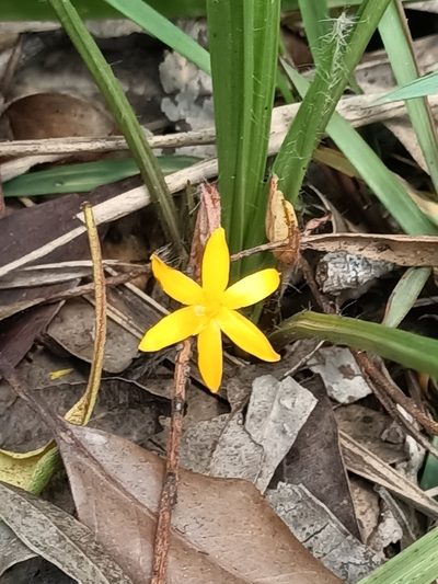 Curculigo ensifolia, photographed by Isaiah Findley