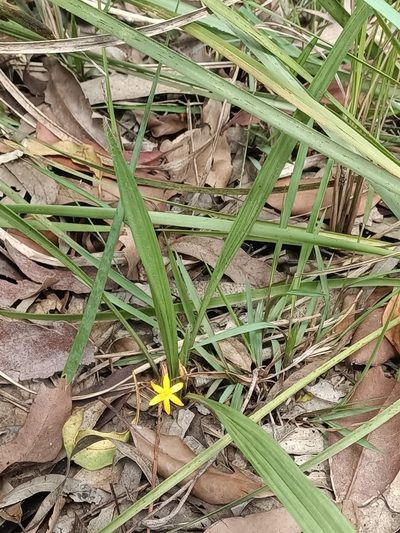 Curculigo ensifolia, photographed by Isaiah Findley