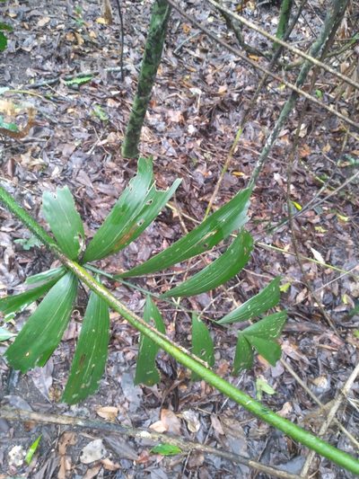 Calamus caryotoides, photographed by Steve Fitzgerald