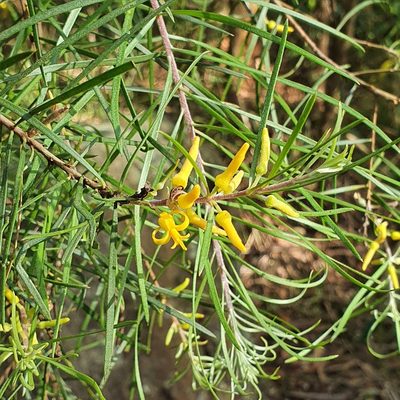 Persoonia linearis, photographed by ronavery