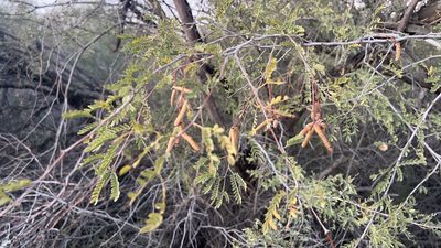 Strombocarpa pubescens, photographed by Ian McFaul